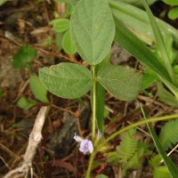 Calopogonium mucunoides Desv.